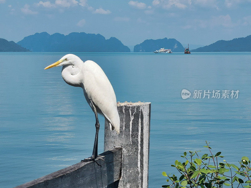 大白鹭，鹳苍鹭(Ardea alba)鸟在篱笆上